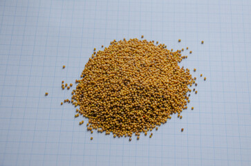 mustard seed yellow on graph paper for size understanding
