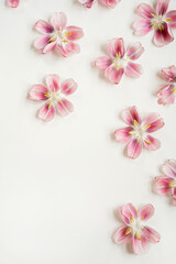 Scattered Pink Flowers on White Background with Copy Space. Vibrant and Delicate Floral Scene for Nature, Botanical Designs, and Romantic Decor in Soft Pastel Tones and Elegant Style