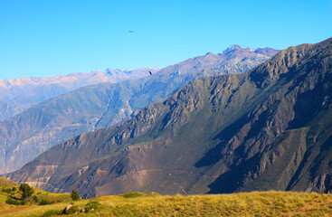 Small Flock of Andean condors flying in the morning light of Colca canyon, Arequipa region, Peru,...