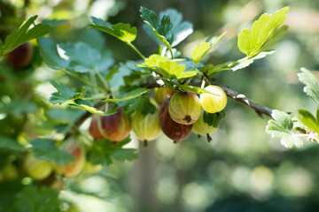 Agrest. Smaczny owoc, bogaty w witaminę C.