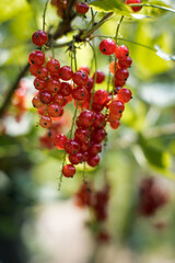 Czerwona porzeczka. Smaczny owoc, bogaty w witaminy. © Blaszko