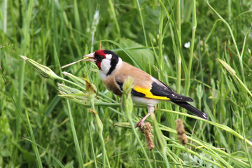 Beautiful European goldfinch (adult bird) sitting on a stem of wild sorrel in a meadow, eating dandelion fluff seeds, close up, summer time.