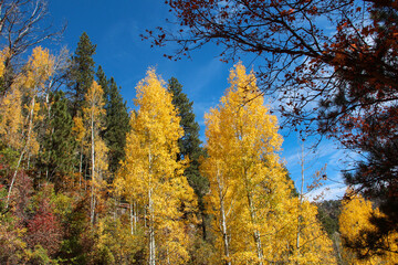 autumn trees in the forest