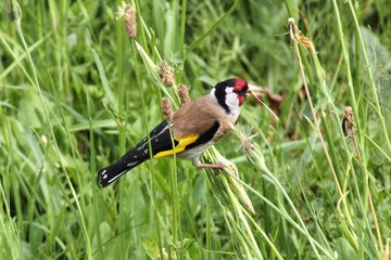 Beautiful European goldfinch (adult bird) sitting on a stem of wild sorrel in a meadow, eating dandelion fluff seeds, close up, summer time.