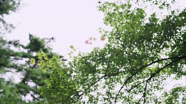 兼六園 (Kenrokuen Garden) - Japnese Garden in Kanazawa, Japan