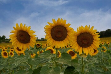 Obraz premium Sunflower field in the countryside of Rome, Italy
