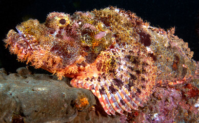 A Bearded Scorpionfish camouflaged on a wreck Boracay Island Philippines