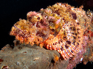A Bearded Scorpionfish camouflaged on a wreck Boracay Island Philippines