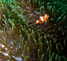 False clown anemonefish on anemone Boracay Island Philippines