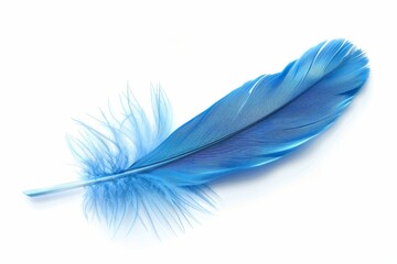 Obraz premium Blue feather on white background, lightweight