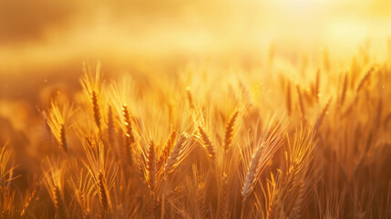 Fototapeta premium A close-up view of a golden wheat field at dawn, illuminated by the rising sun, with the soft light creating a hazy, warm glow