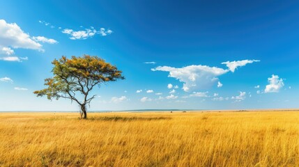 Picturesque savanna field in autumn, under clear blue skies
