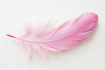 Obraz premium Pink feather on white background, lightweight