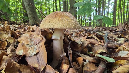 The blusher is the common name for several closely related species of the genus Amanita. Amanita rubescens, or the blushing amanita