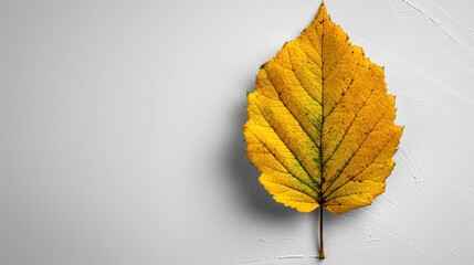 Obraz premium One bright yellow leaf against a white background. The leaf is light yellow with a touch of green, standing out against the textured background