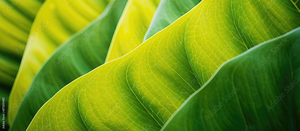 Leinwandbilder close-up image of a yellow dieffenbachia leaf for use as a natural background with copy space image.