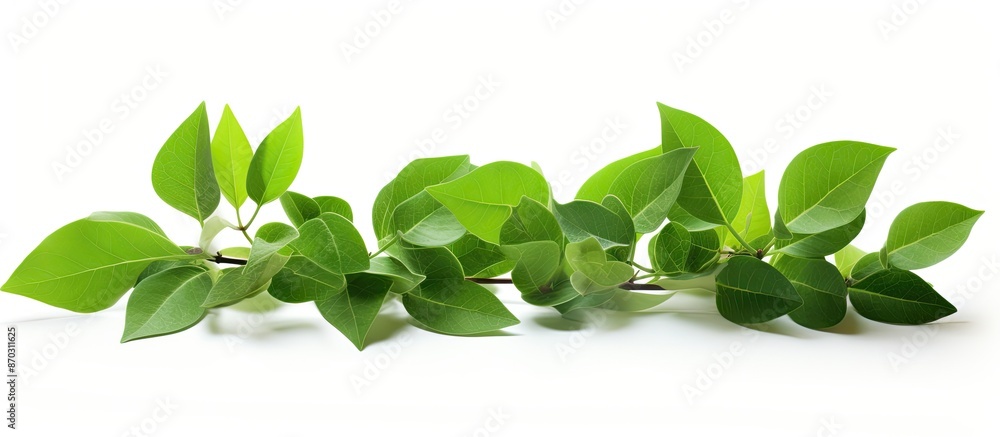 Poster fresh green leaves on a white background with a clipping path for design elements, perfect for a cop