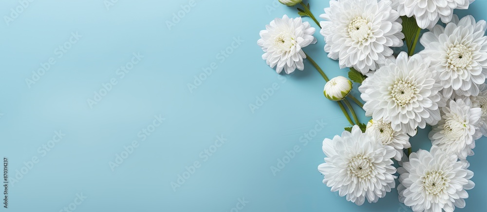 Poster chrysanthemum flowers on a light blue backdrop creating a flat lay composition with copy space image