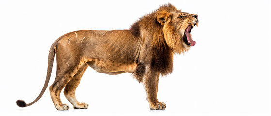 full body of of male lion with angry and aggressive roaring view from side isolated on white background