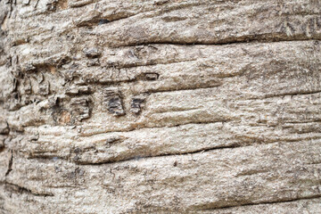 Old tree bark texture background close up