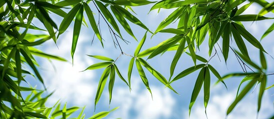 Obraz premium A captivating backdrop with fresh green bamboo leaves against the sky in a close-up copy space image.