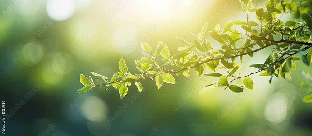 Aufkleber blurry photos with bokeh effect under a tree, featuring a fresh and healthy concept in nature, for u