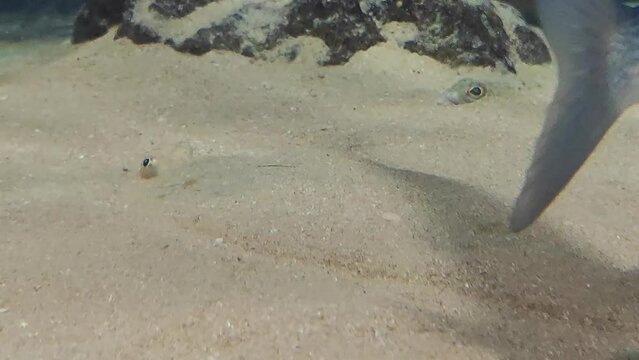 A big haddock on the sand in the sea