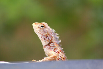 lizard on a tree