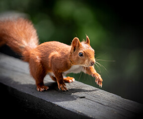 Eichhörnchen