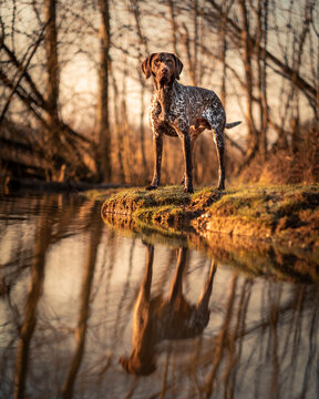 german shorthaired pointer at lake 