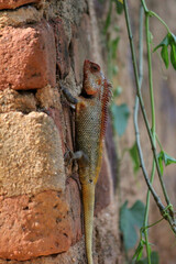 lizard on the old village home wall