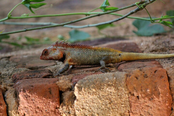 lizard on the old village home wall