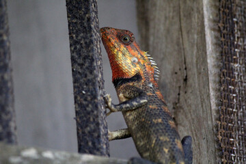 lizard on the old village home wall
