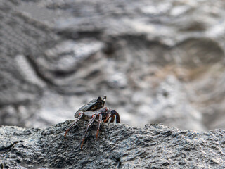 Crab in close up black rock view at the Hawaiian Oahu island 