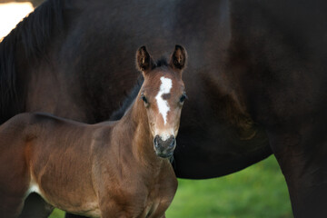 Obraz premium close up portrait of a brown foal