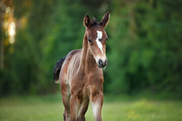 Obraz premium cute brown foal walking in summer evening, close up portrait