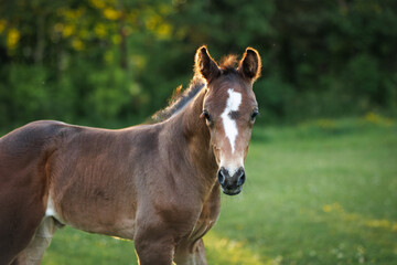Fototapeta premium beautiful foal portrait close up in summer