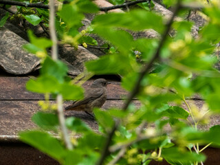 The common redstart bird sitting on a roof