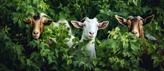 Obraz premium Vintage style image featuring grazing goats among lush green plants with copy space.