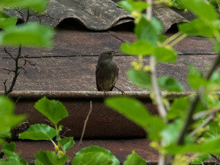 The common redstart bird sitting on a roof