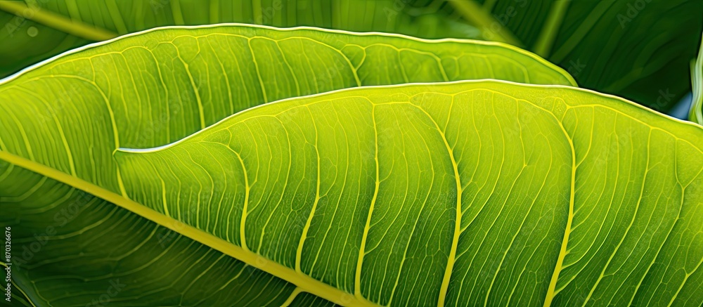 Leinwandbilder close-up image of a yellow dieffenbachia leaf for use as a natural background with copy space image.