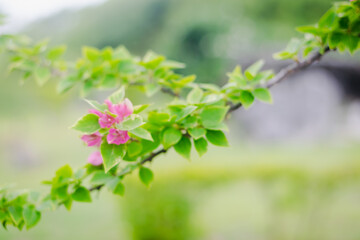 Vibrant Bougainvillea Blossoms in Full Bloom: Tropical Garden Beauty