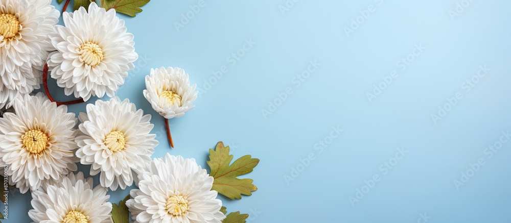 Poster chrysanthemum flowers on a light blue backdrop creating a flat lay composition with copy space image