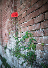Foto scattata a dei papaveri nelle colline attorno a Tassarolo (AL).