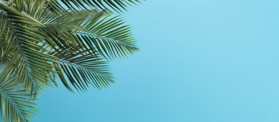 Fototapeta premium Top view banner for a travel agency featuring tropical palm tree leaves on a blue background, providing a copy space image.