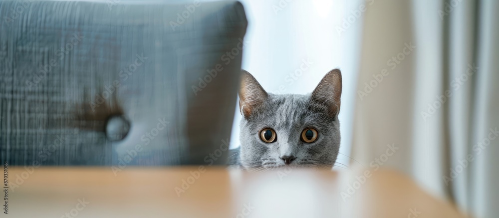 Poster Adorable gray cat peeking out from behind chair and looking at camera while sitting at table in light living room. with copy space image. Place for adding text or design