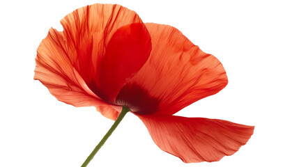 A single red flower with a stem isolated on a transparent background