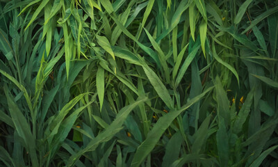 Obraz premium Lush green foliage during a summer day