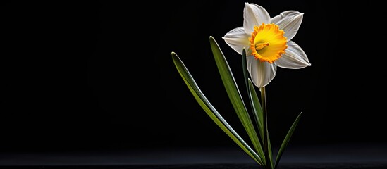 Fototapeta premium A solitary daffodil bloom against a dark backdrop, with ample copy space image.