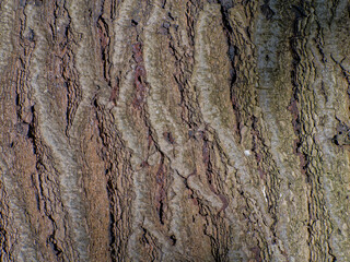 Bark of a tree background